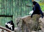Animais do zoológico de Gramado ganham ovos de Páscoa Halder Ramos/Divulgação