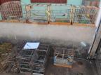 Em operação contra tráfico de animais, BM e ONG apreendem 33 pássaros em Taquari  Divulgação/ONG Repraas