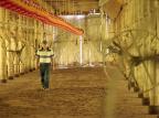 Pesquisa vai avaliar o prejuízo dos produtores de Jaraguá do Sul com o fechamento da Seara Germano Rorato/Agencia RBS