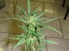 Denarc prende dupla que vendia maconha sem aditivos no Santa Teresa Denarc/Divulgação Denarc prende dupla que vendia maconha sem aditivos no Santa Teresa Denarc/Divulgação