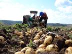 Depois do tomate, preço da batata-inglesa deve registrar alta para o consumidor Rafael Cavalli/Especial Depois do tomate, preço da batata-inglesa deve registrar alta para o consumidor Rafael Cavalli/Especial