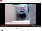 Vídeo mostra agressão de cachorro em Porto Alegre Reprodução/