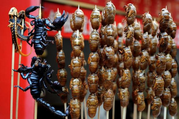 FAO recomenda alimentação com insetos para combater a fome Mark RALSTON/AFP