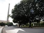 Impasse sobre corte de árvores pode atrasar duplicação da Avenida Beira-Rio Porto Alegre/Agencia RBS