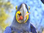 Aves e primatas têm dieta reforçada com pinhão em Gramado Halder Ramos/Divulgação Aves e primatas têm dieta reforçada com pinhão em Gramado Halder Ramos/Divulgação