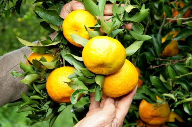Depois de um ano difícil, clima beneficia produção de citros do Rio Grande do Sul  Charles Dias/Especial