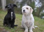 Mais de 10% dos usuários do Facebook seriam animais, aponta pesquisa Lucas Amorelli/Agencia RBS Mais de 10% dos usuários do Facebook seriam animais, aponta pesquisa Lucas Amorelli/Agencia RBS