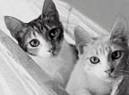 Exposição beneficente traz fotografias de gatos em diferentes situações Heloiza Averbuck/Divulgação