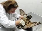 Saúde de coruja ferida em Porto Alegre preocupa veterinária Ronaldo Bernardi/Agencia RBS