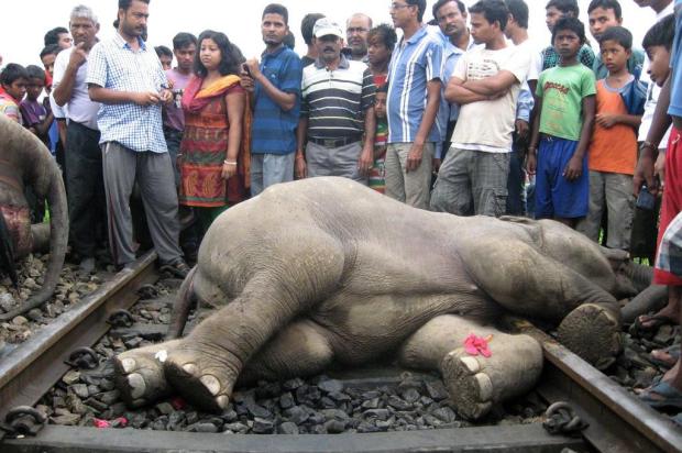 Quatro elefantes morrem atropelados por trem de passageiros na Índia STR/AFP