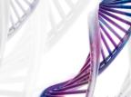 DNA humano não pode ser patenteado, decide Suprema Corte dos Estados Unidos Dennis Wender/Morguefile
