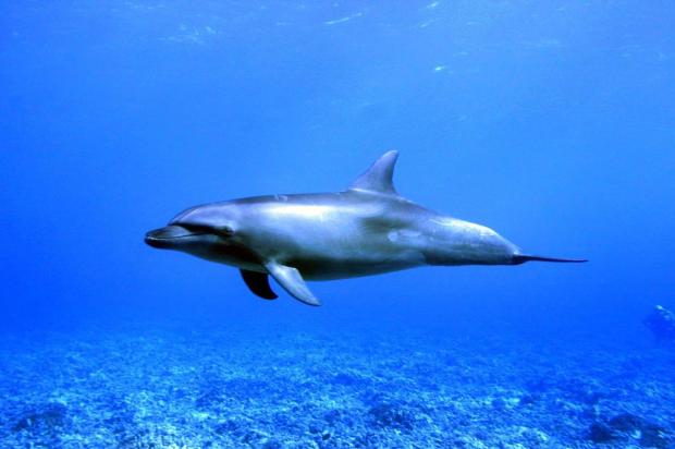 EUA investigam morte de golfinhos na costa leste VALERIE MACON/AFP