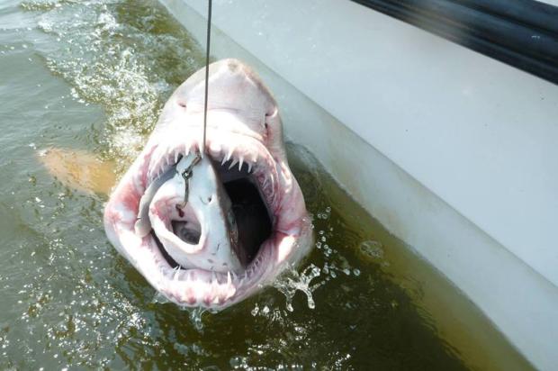 Pesquisadores capturam um tubarão dentro do outro nos Estados Unidos University of Delaware/Facebook/Divulgação