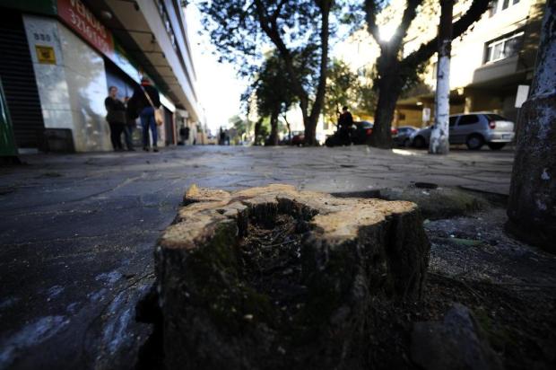 Árvore é furtada em via pública no bairro Menino Deus, em Porto Alegre Ronaldo Bernardi/Agencia RBS