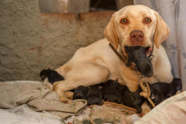 Associação que cuida dos cachorrinhos enterrados vivos precisa de doações Emerson Foguinho/Especial