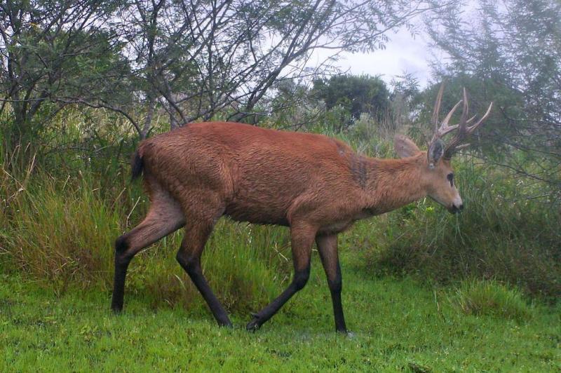 A população do cervo-do-pantanal é de 20 a 30 indivíduos:imagem 8