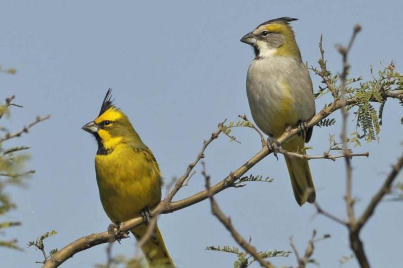 Classificado como risco alto de extinção, o cardeal-amarelo tem população de apenas 20 indivíduos:imagem 7