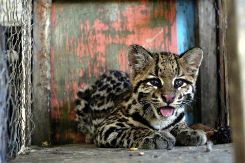 Com alto risco de extinção, a jaguatirica habita florestas do norte e nordeste do Estado:imagem 5