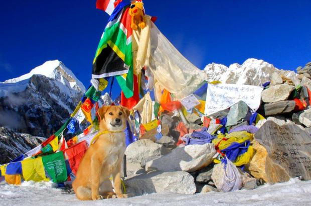 Vira-lata é o primeiro cachorro a escalar o Everest worldwooftour.com/afp