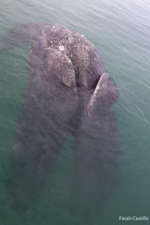 Cientistas encontram baleias siamesas no México Facebook/Guerrero Negro Verde/Farah Castillo/Reprodução