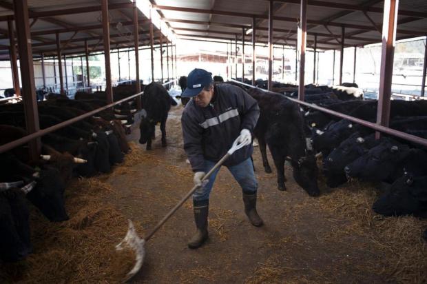 Como protesto contra o governo, japonês salva vacas radioativas de Fukushima Ko Sasaki/NYTNS