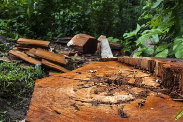 Madeireiros ilegais, pecuaristas e especuladores de terra devastam as florestas de Honduras Rodrigo Cruz/NYTNS