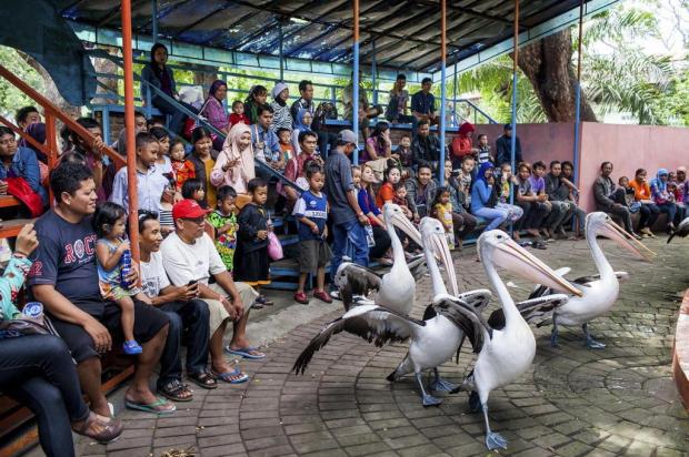Mortes de animais geram movimento por fim de zoológico na Indonésia Andri Tambunan/The New York Times