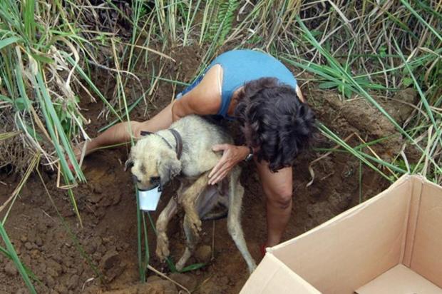Morre cão que foi resgatado em uma cova, em São Paulo Márcia Colla/Arquivo Pessoal Morre cão que foi resgatado em uma cova, em São Paulo Márcia Colla/Arquivo Pessoal