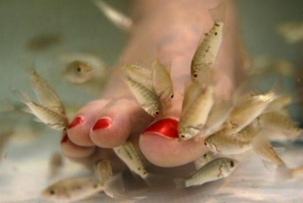 Já ouviu falar em fish pedicure? Divulgação/ Já ouviu falar em fish pedicure? Divulgação/