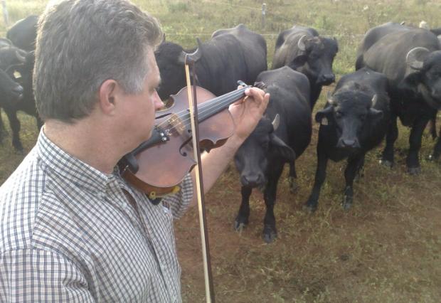 Pecuarista usa o som do violino para atrair búfalos no Vale do Rio Pardo Letícia Mendes/