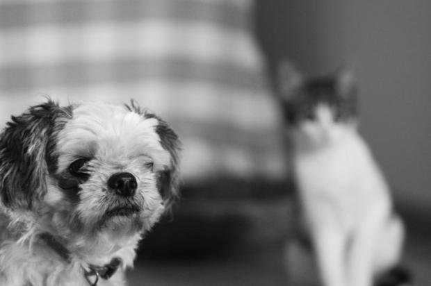 Primeiros socorros para cães e gatos podem salvar a vida do seu mascote Stock Photos/ Primeiros socorros para cães e gatos podem salvar a vida do seu mascote Stock Photos/