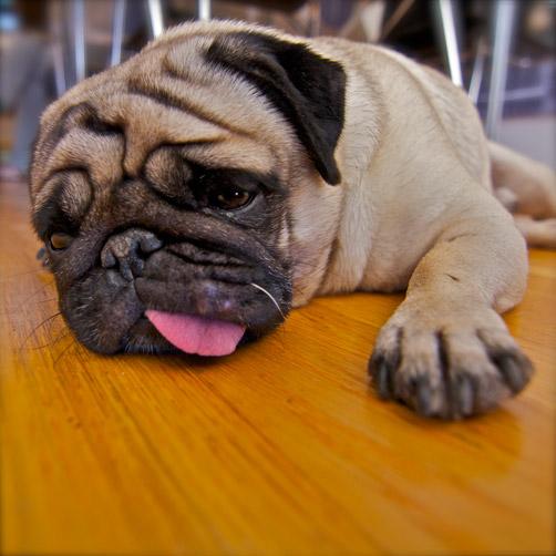 O que passa pela cabeça do seu mascote? Stock Photos, Divulgação / O que passa pela cabeça do seu mascote? Stock Photos, Divulgação /