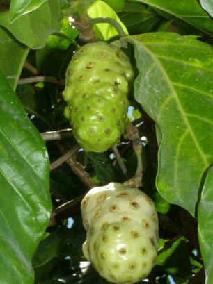 Saiba mais sobre o noni, o fruto proibido pela Anvisa que é moda na internet stock.schng/Divulgação