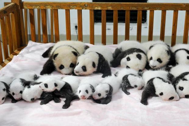 Chineses apresentam 14 filhotes de panda gigante Divulgação/AFP